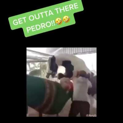 Ohh no Pedro