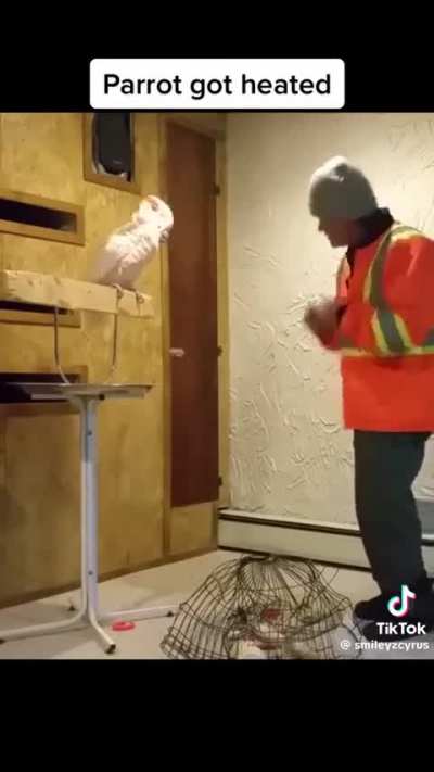 Angry bird