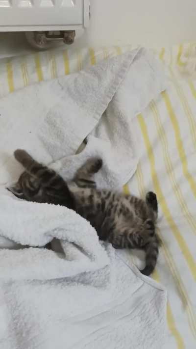 Found video of my rescued kitten at morning when his antibiotics kicked in and pneumonia subsided and he groomed himself for first time
