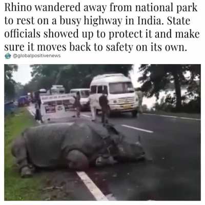 Assam floods: Worn-out rhino rests on highway outside Kaziranga National Park.