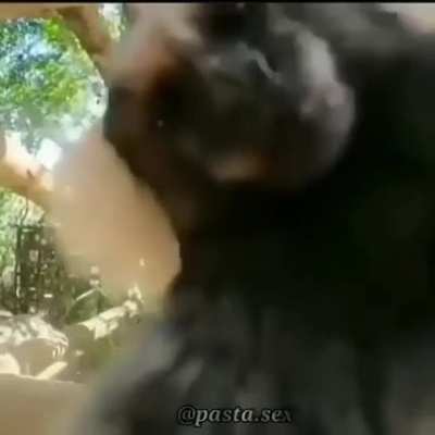 Monkey love.