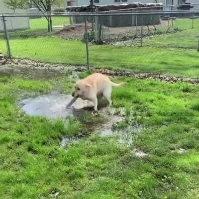 woof_irl
