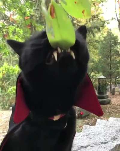 Vampurrer