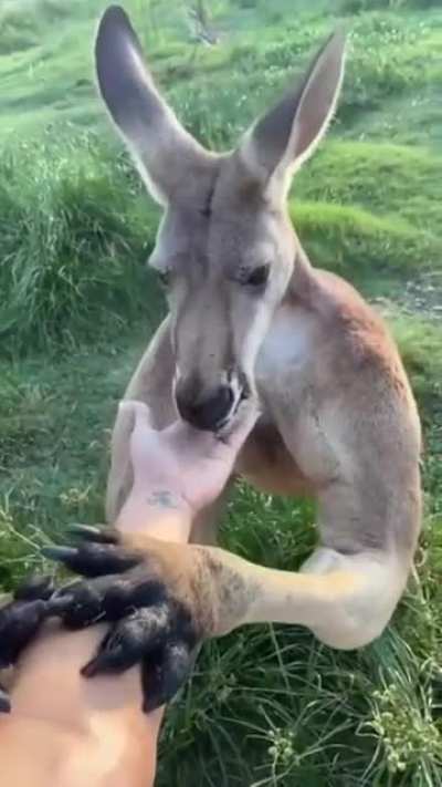 Roo, the Ripped Liberator