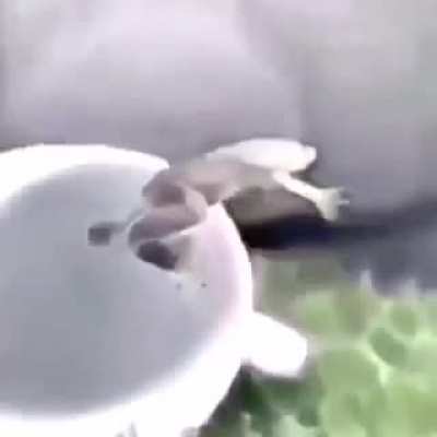 Robux