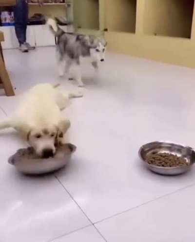 Dog faminto