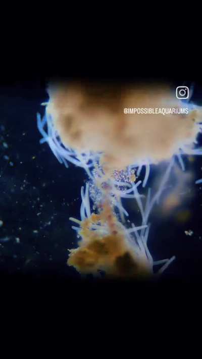 I have seen posts here asking what these organisms are in planted tanks. Here it is: