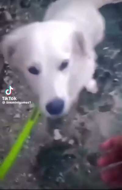 Um perrito fofo