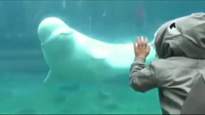 Beluga gone wild