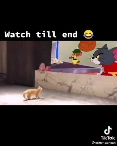 The way this cat is out