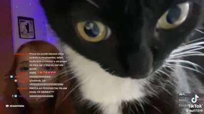 A girl was streaming and her cat started reading the chat