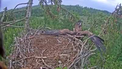 Even eagles can be derpy from time to time