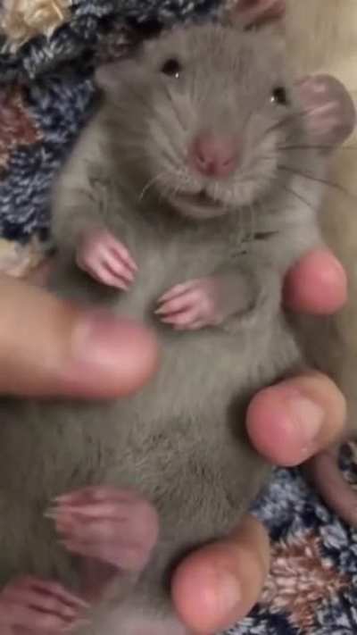 Cute rat having belly rubs and enjoying it!!!!
