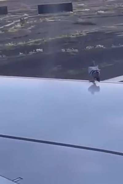 My pigeon people need me