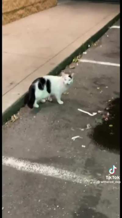 The cat looks like someone alright