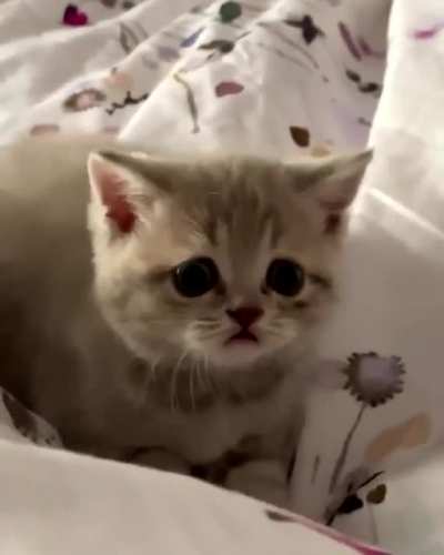Little sneak attack