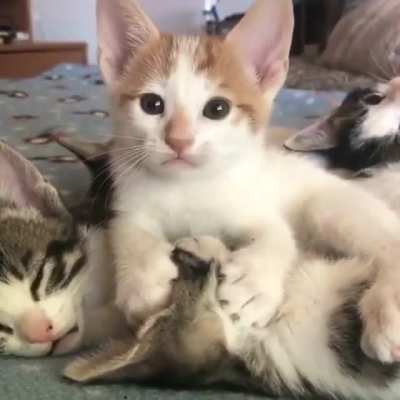 Smol Kisses