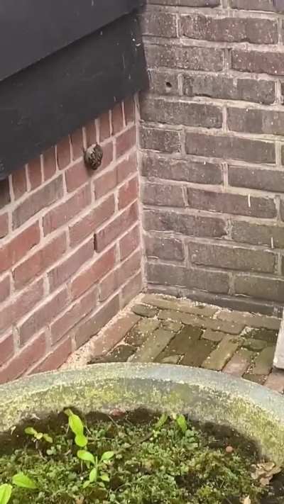 🔥Treecreeper chicks climbing a wall.