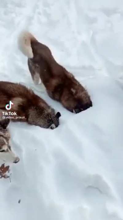 I do love huskies