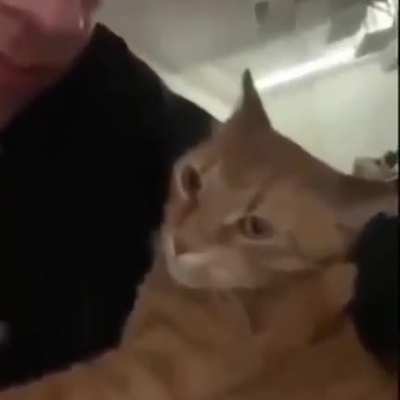 Final anal