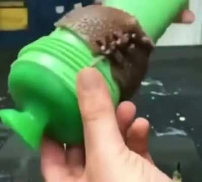 shrek 🤠