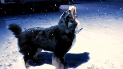 A friend sent me a video of a dog, and I immediately opened Premiere