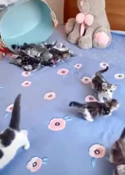 Release the Kitty Krakens!