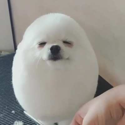 Do you like my new style?