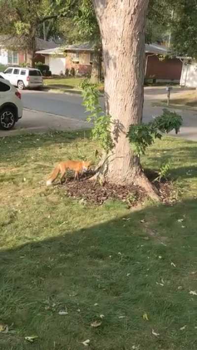 Was having a smoke this morning and this guy walked right up and hid an egg in my planter.