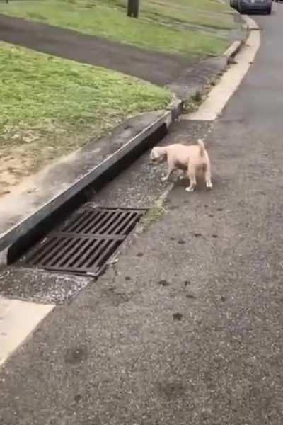 Where did he go?