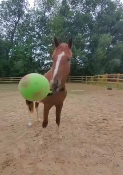 Happy horse