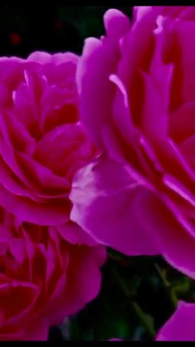 🌺🌸🌹
