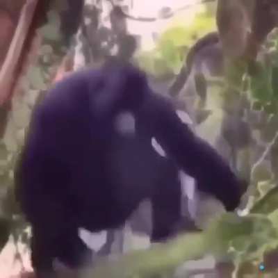 Renan posta video não é degustação de meme