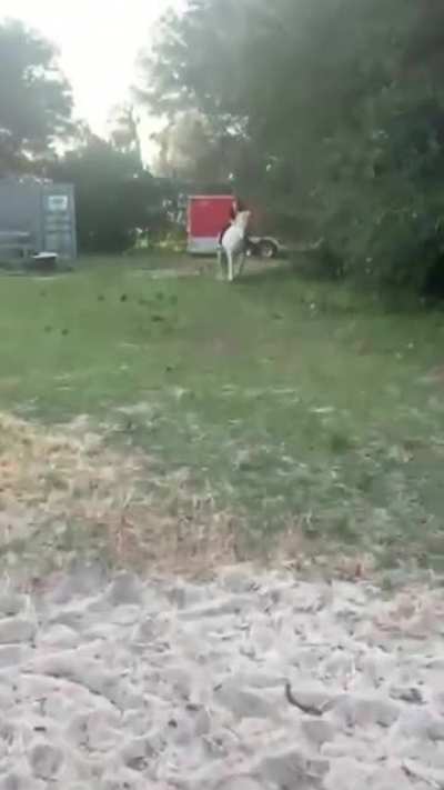 To ride a horse