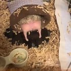 butt poke