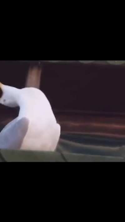 Seagulls have the most fun...