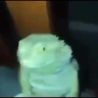 Rip lil buddy