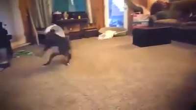 Zoomies: Level Insanity