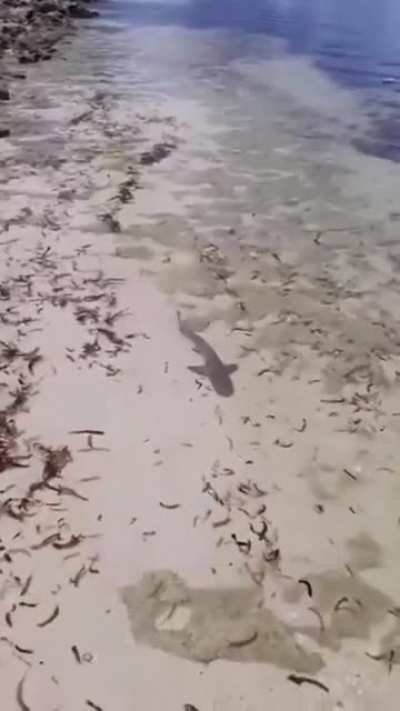 Always a bigger fish
