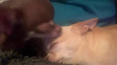Chihuahua spa day