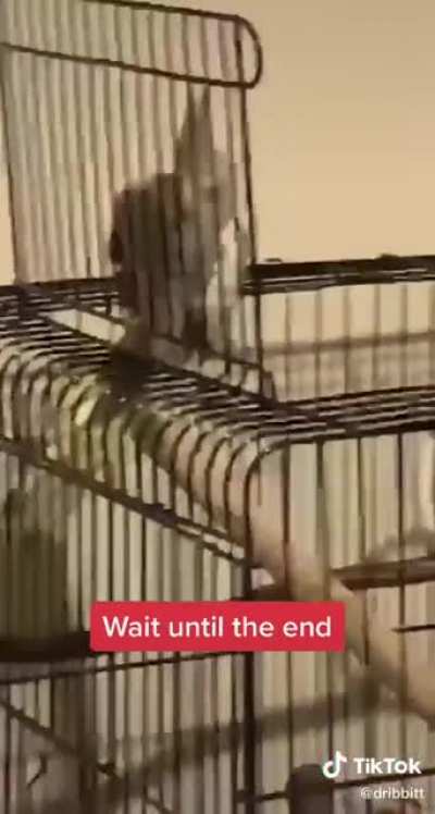 🦜