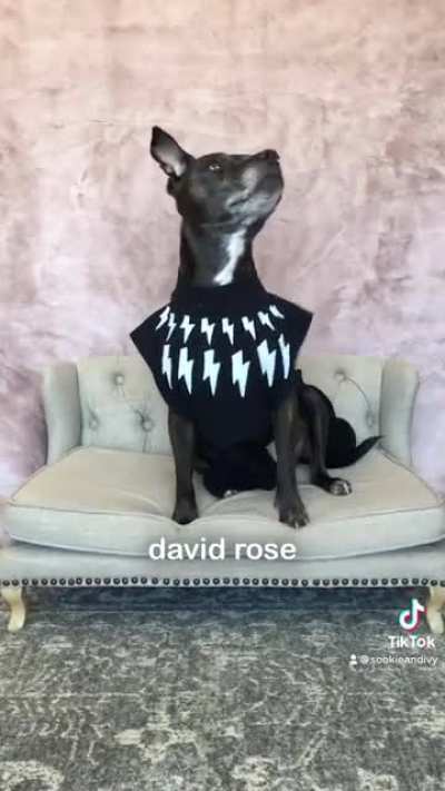 If Schitt’s Creek had a picture day (modeled by my dog, Ivy)