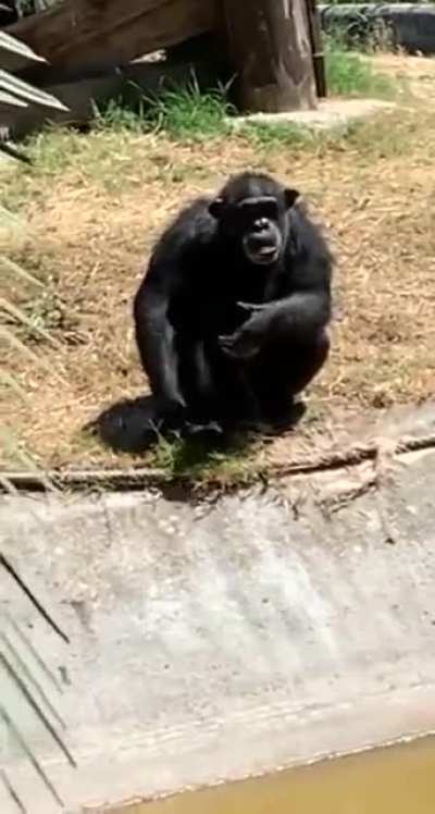 Monke sheeeesh