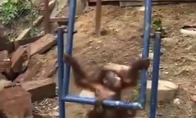Sad monkey