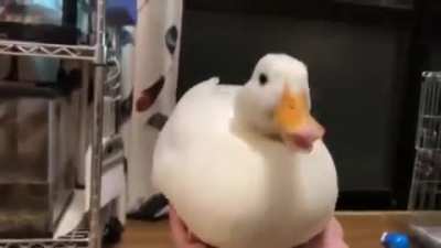 Patito