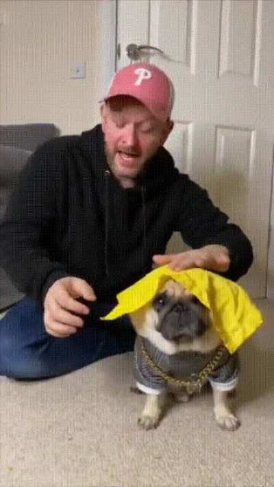 Pug that loves magic