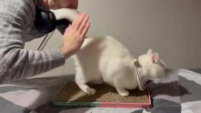 Bongo Scritches