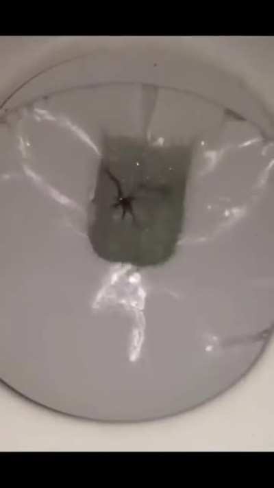 Should flush before each time poop?