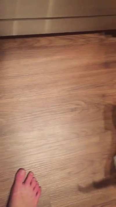 Breakfast time for hungry kitten