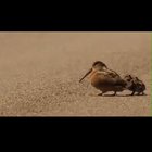 I enhanced the video of American woodcocks luring in worms